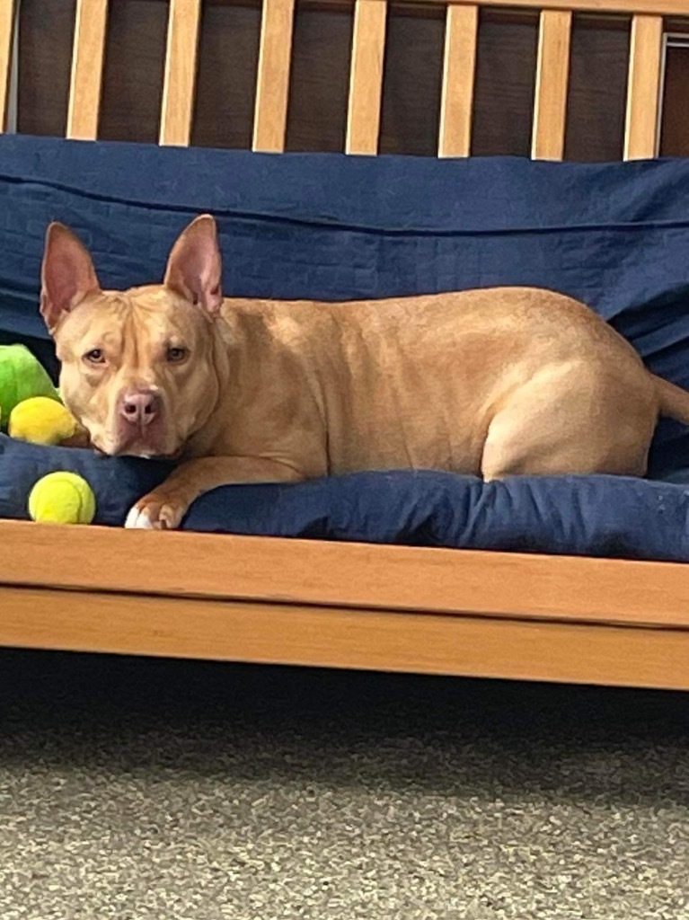 Diamond, an adoptable Pit Bull Terrier in Liverpool, NY, 13088 | Photo Image 6