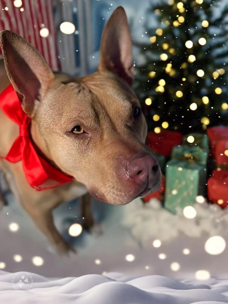 Diamond, an adoptable Pit Bull Terrier in Liverpool, NY, 13088 | Photo Image 6