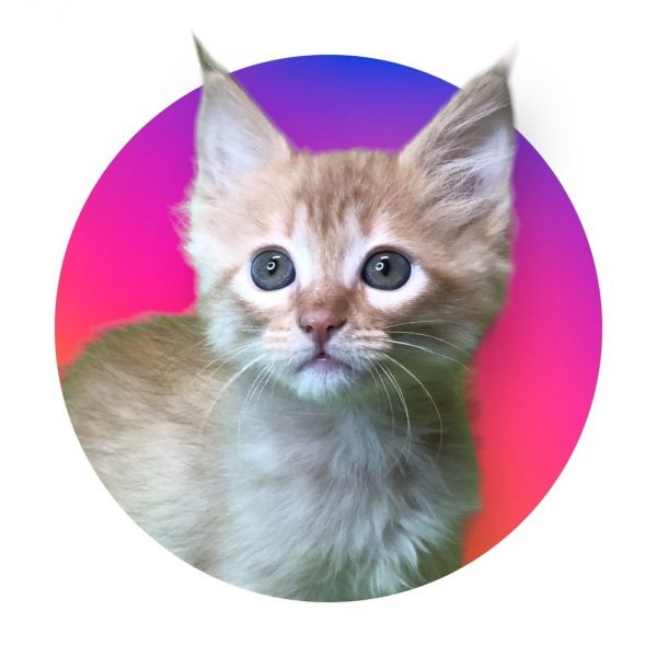 Pet Photo