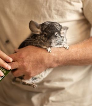 Lucy Chinchilla Small & Furry