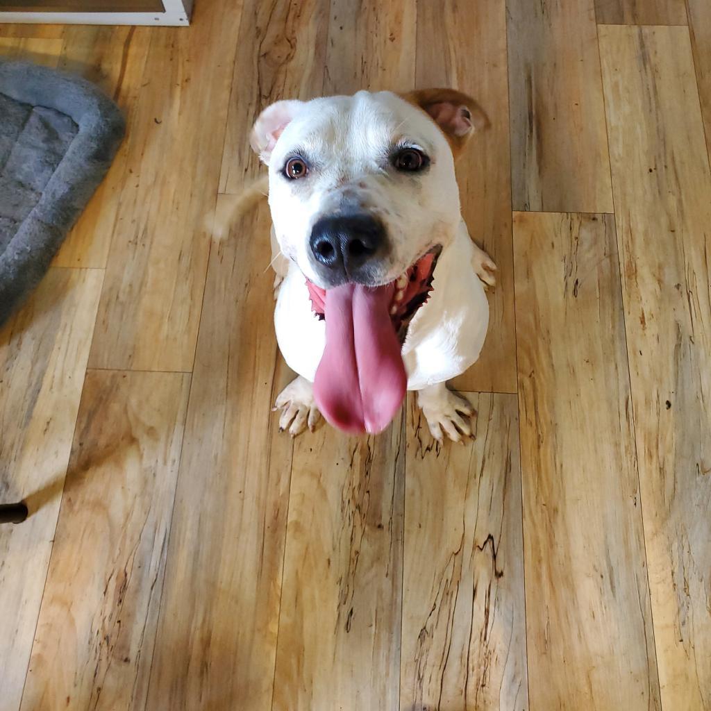 Lurch, an adoptable Dogo Argentino, Terrier in Shreveport, LA, 71119 | Photo Image 1