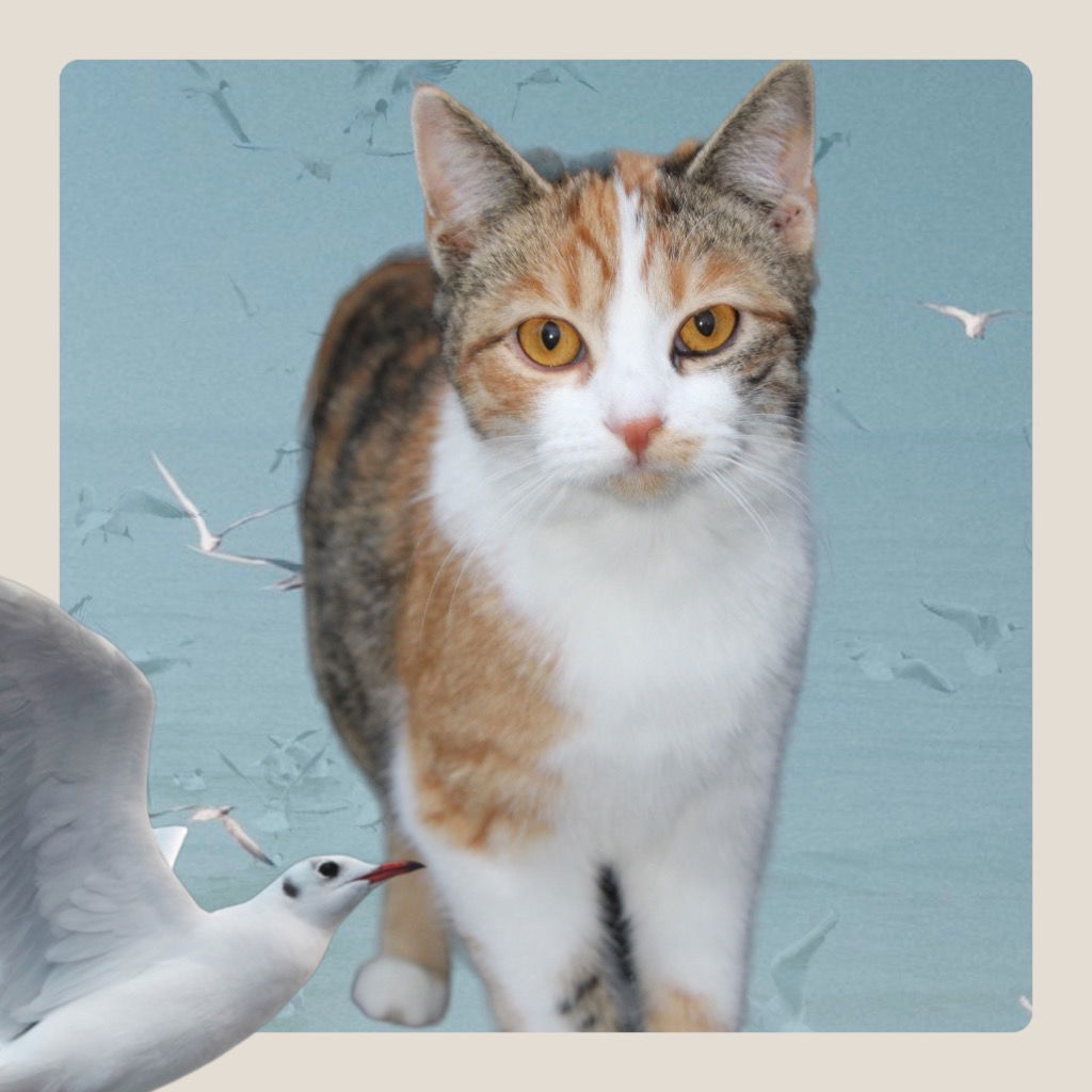 Poppy, an adoptable Domestic Short Hair in Cromwell, KY, 42333 | Photo Image 1