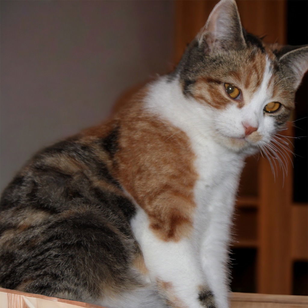 Poppy, an adoptable Domestic Short Hair in Cromwell, KY, 42333 | Photo Image 2