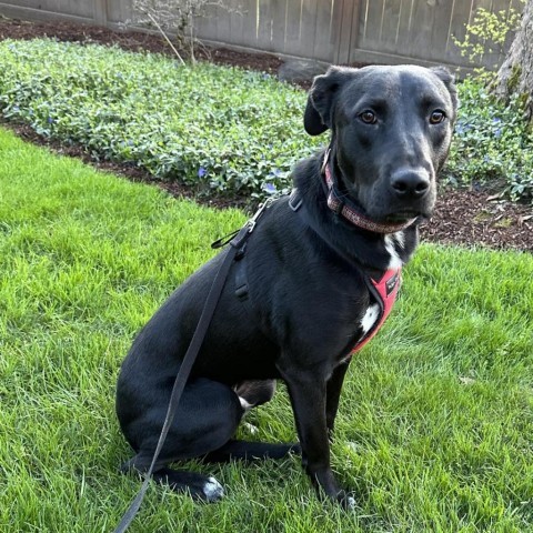 Leo, an adoptable Black Labrador Retriever in Newberg, OR, 97132 | Photo Image 3