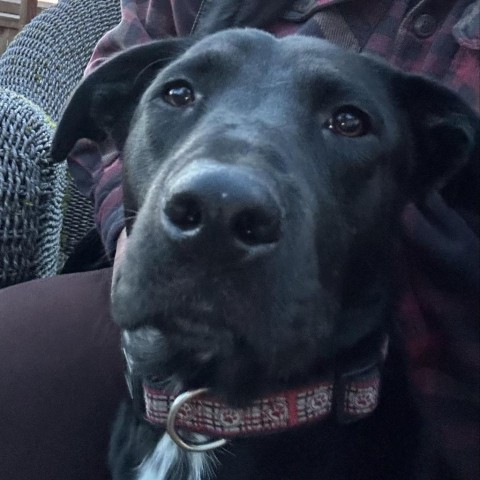 Leo, an adoptable Black Labrador Retriever in Newberg, OR, 97132 | Photo Image 5