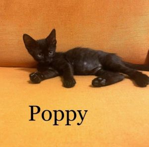 Poppy
