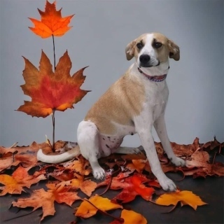 Shelby, an adoptable Labrador Retriever, Spitz in Forrest City, AR, 72335 | Photo Image 1
