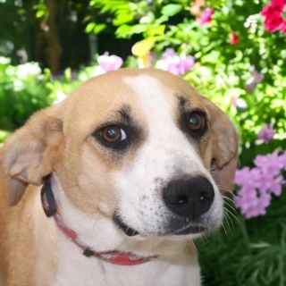 Shelby, an adoptable Labrador Retriever, Spitz in Forrest City, AR, 72335 | Photo Image 3