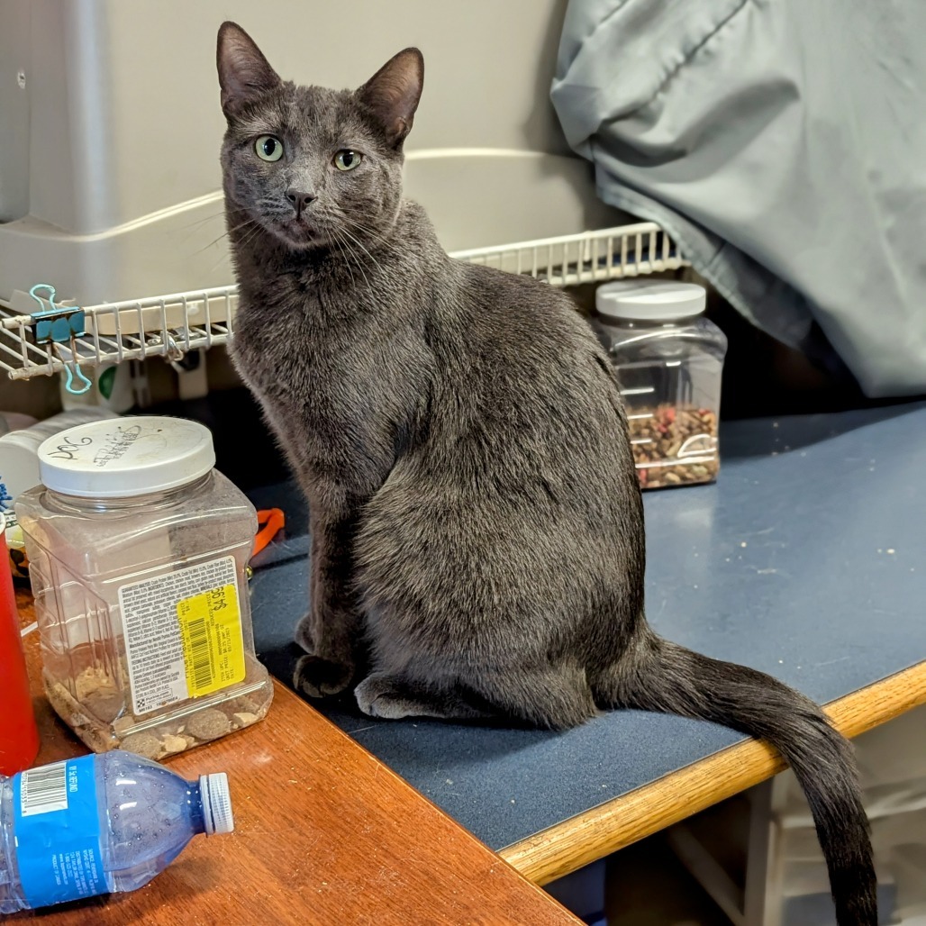 Natalie, an adoptable Domestic Short Hair in Buffalo, NY, 14226 | Photo Image 1