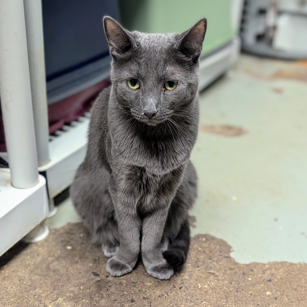 Natalie, an adoptable Domestic Short Hair in Buffalo, NY, 14226 | Photo Image 2