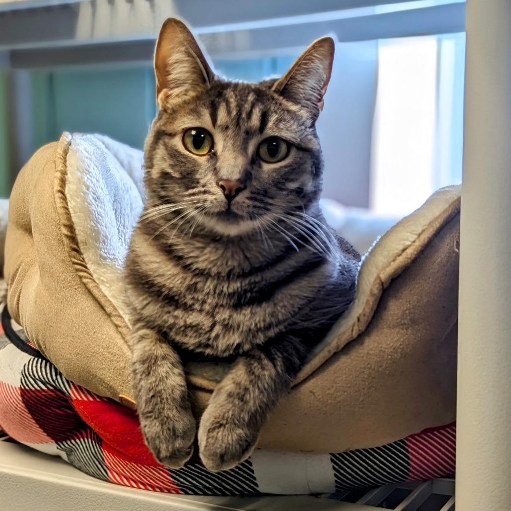 Dylan, an adoptable Domestic Short Hair in Buffalo, NY, 14226 | Photo Image 1