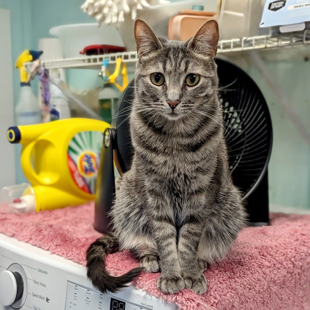 Dylan, an adoptable Domestic Short Hair in Buffalo, NY, 14226 | Photo Image 2