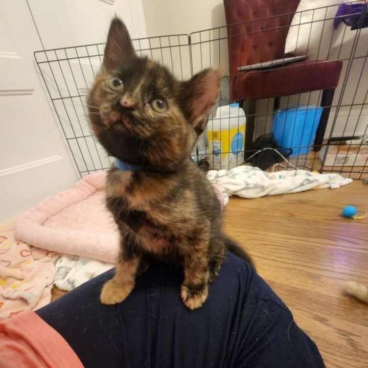 Cat for adoption - Poki, a Domestic Short Hair in Chicago, IL
