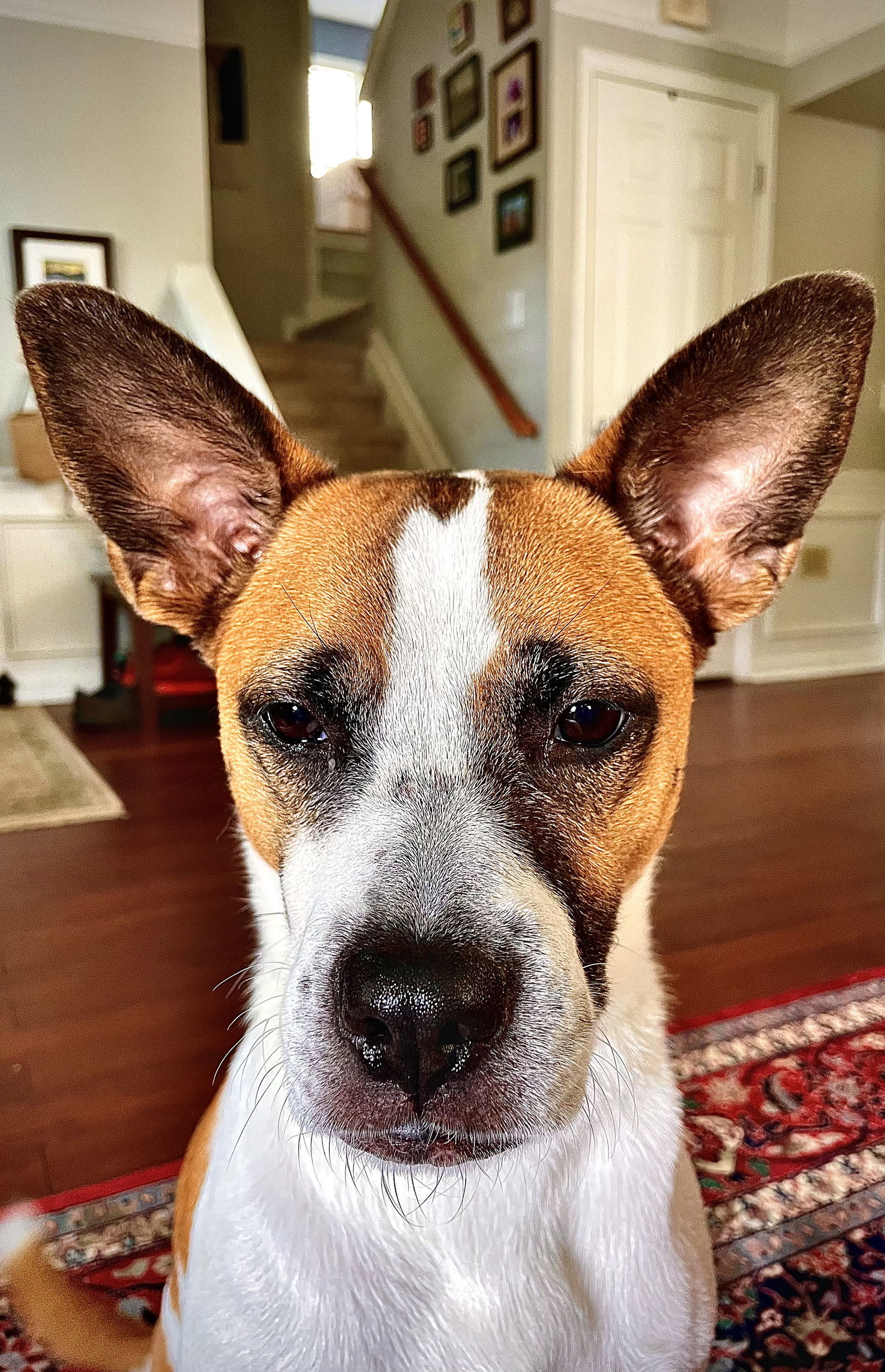 Lola, an adoptable Hound, Husky in Holly Springs, NC, 27540 | Photo Image 2