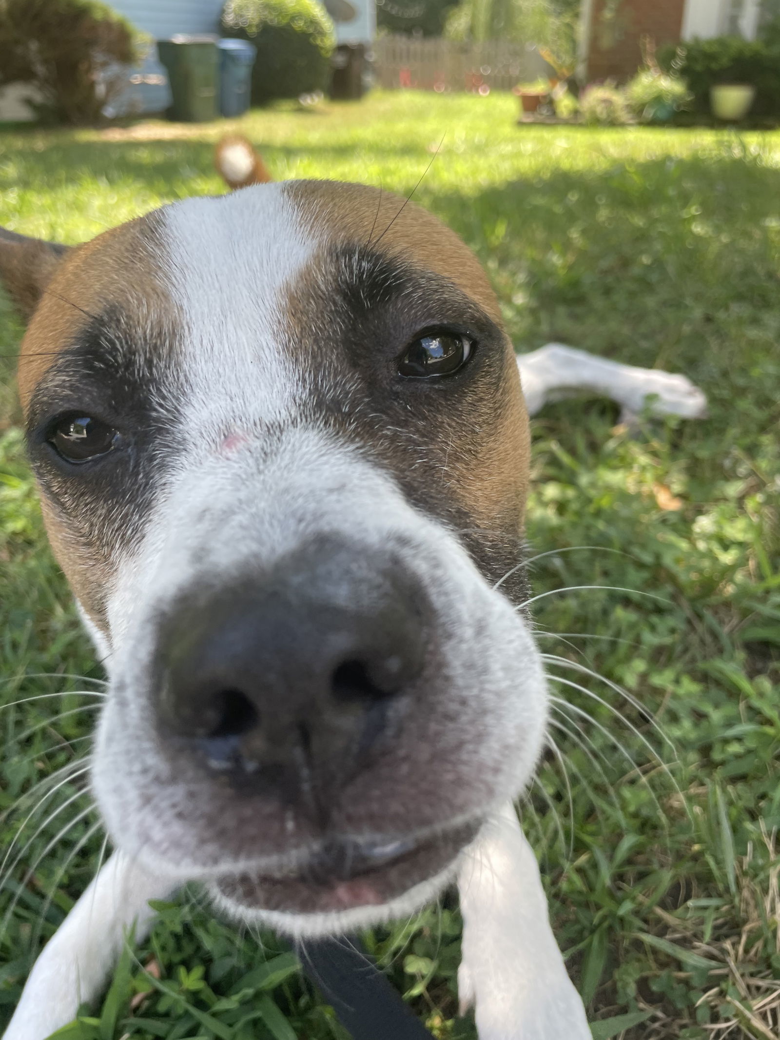 Lola, an adoptable Boxer, Cattle Dog in Holly Springs, NC, 27540 | Photo Image 2