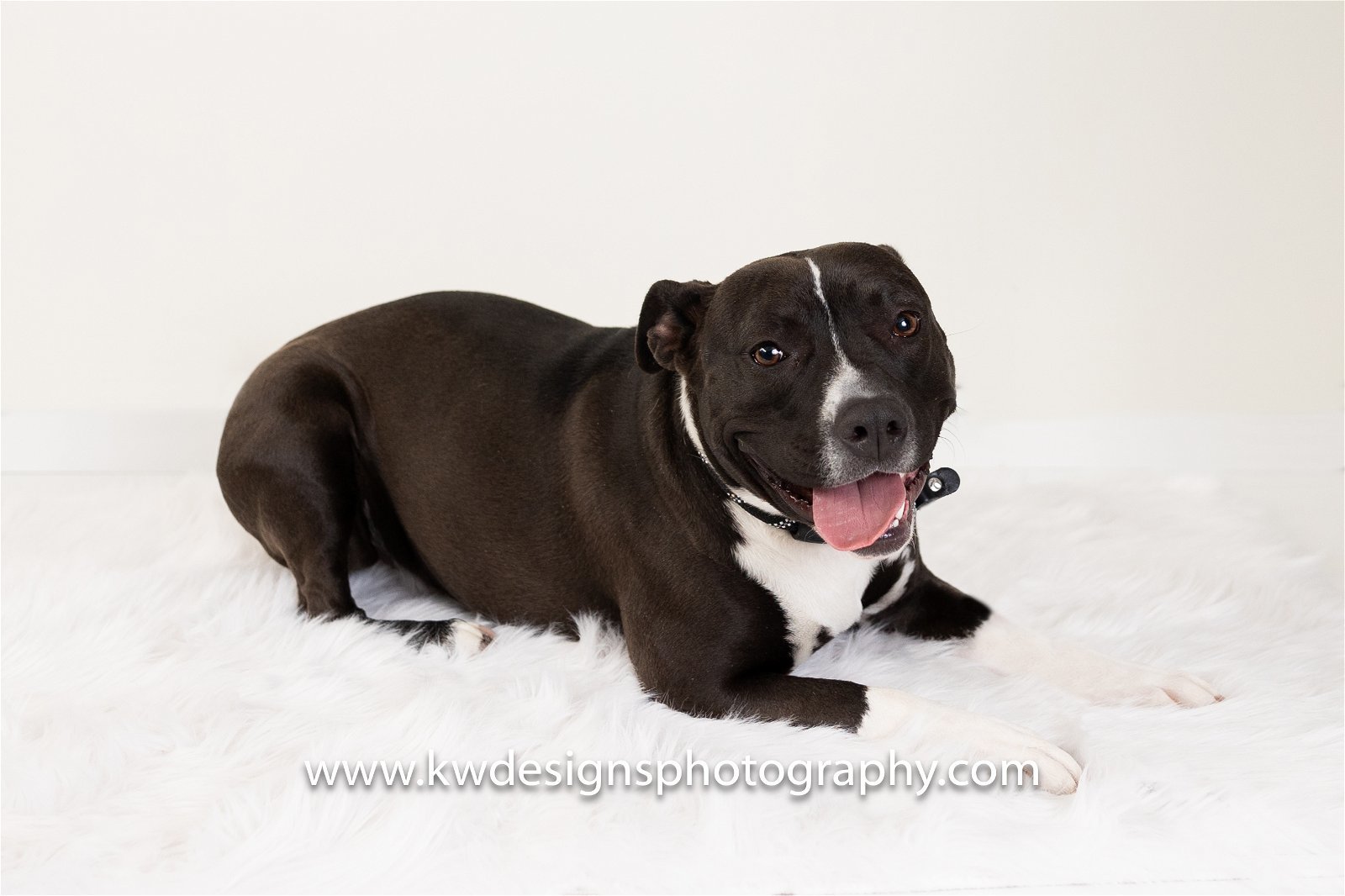 Veruska, an adoptable American Staffordshire Terrier in Evergreen, CO, 80437 | Photo Image 3