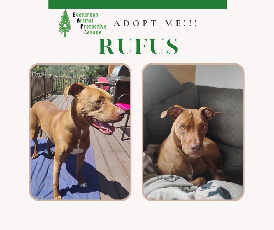 Rufus, an adoptable Vizsla in Evergreen, CO, 80437 | Photo Image 1