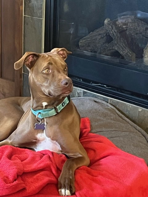 Rufus, an adoptable Vizsla in Evergreen, CO, 80437 | Photo Image 1