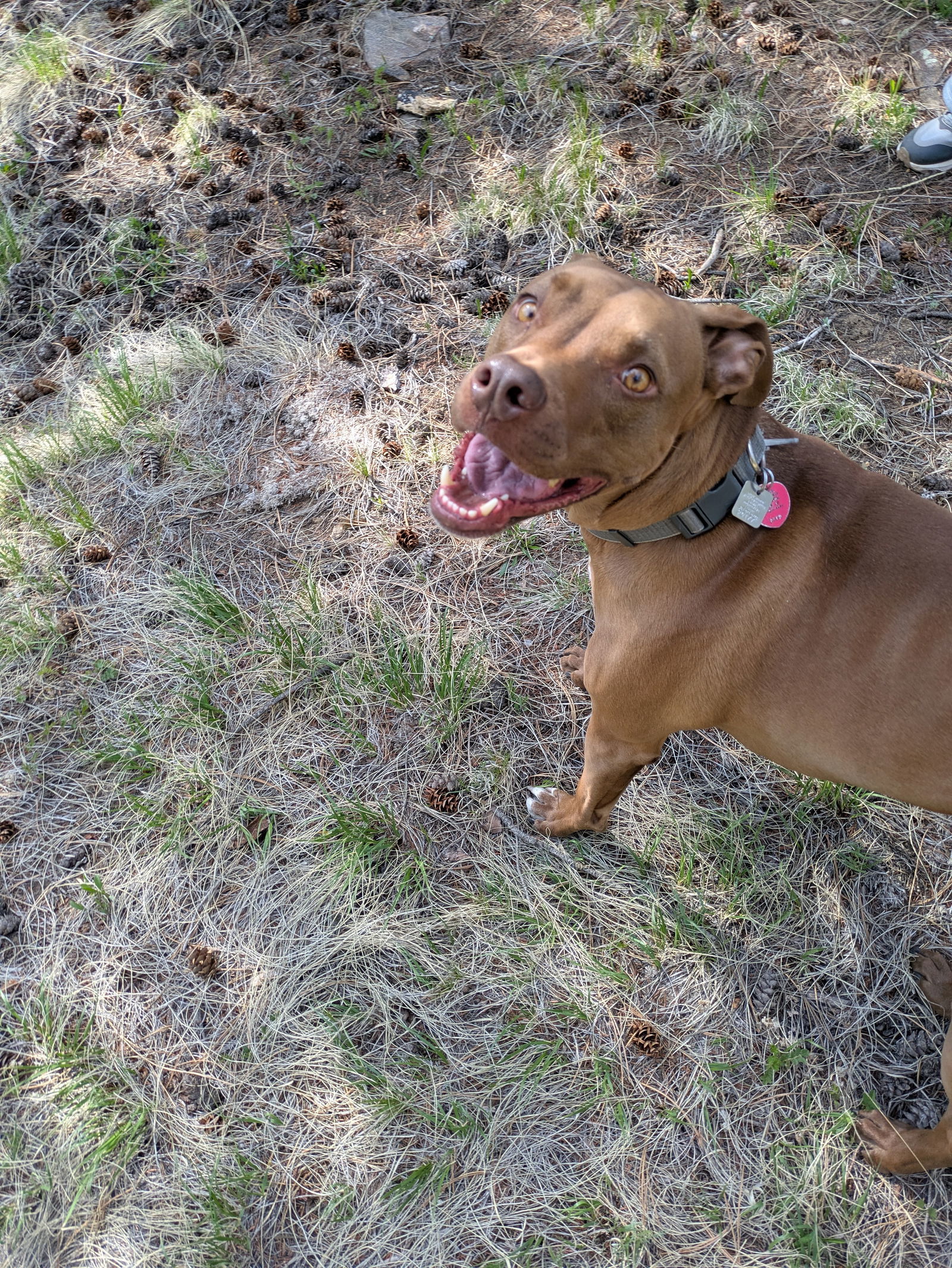 Rufus Summertime Sponsor, an adoptable Vizsla in Evergreen, CO, 80437 | Photo Image 1