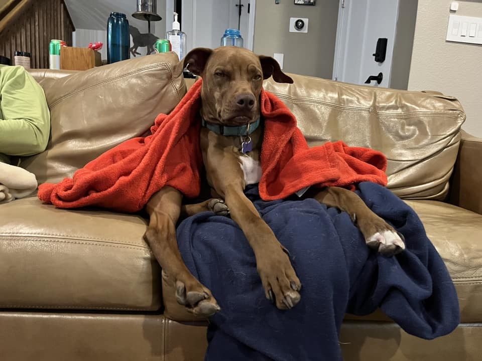 Rufus Sponsored Adoption Fee, an adoptable Vizsla in Evergreen, CO, 80437 | Photo Image 1