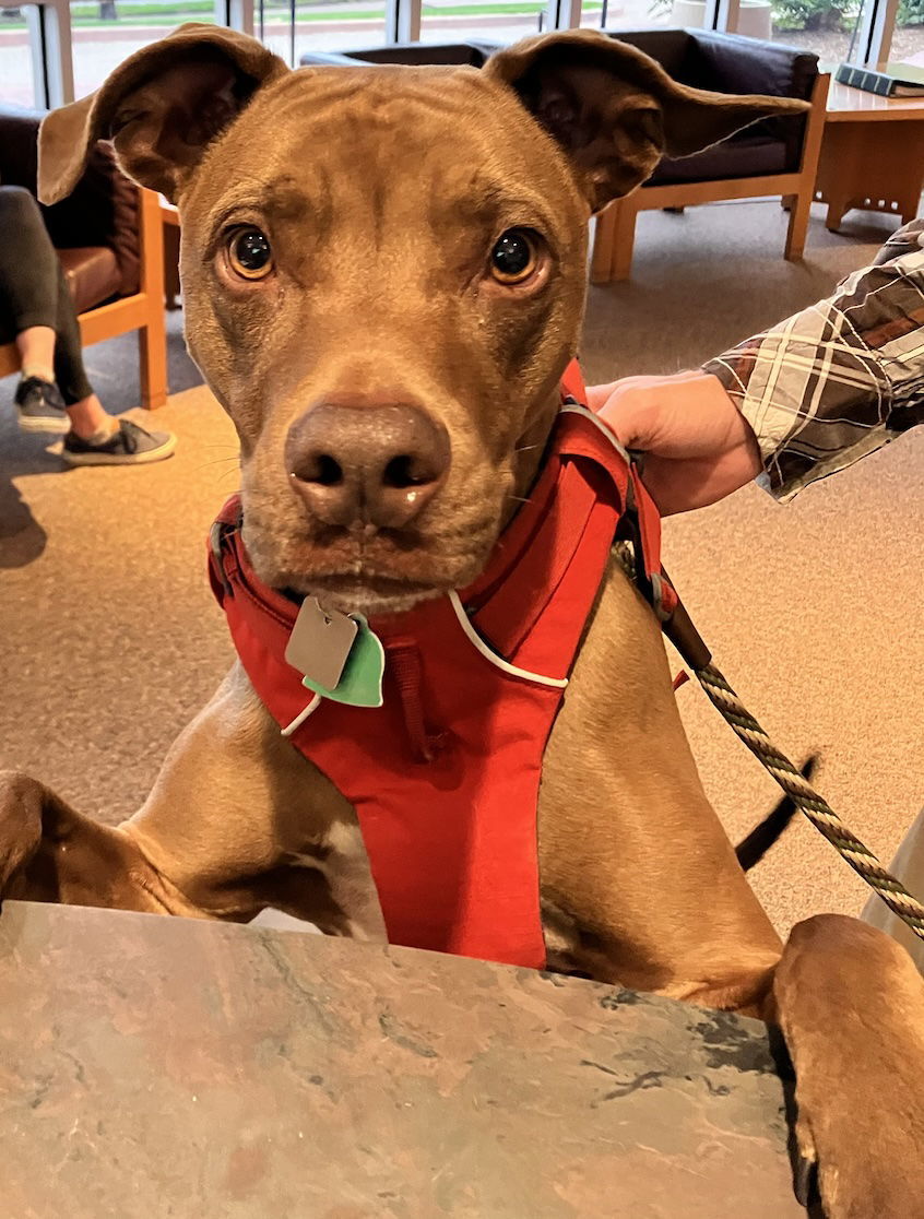 Rufus, an adoptable Vizsla in Evergreen, CO, 80437 | Photo Image 2