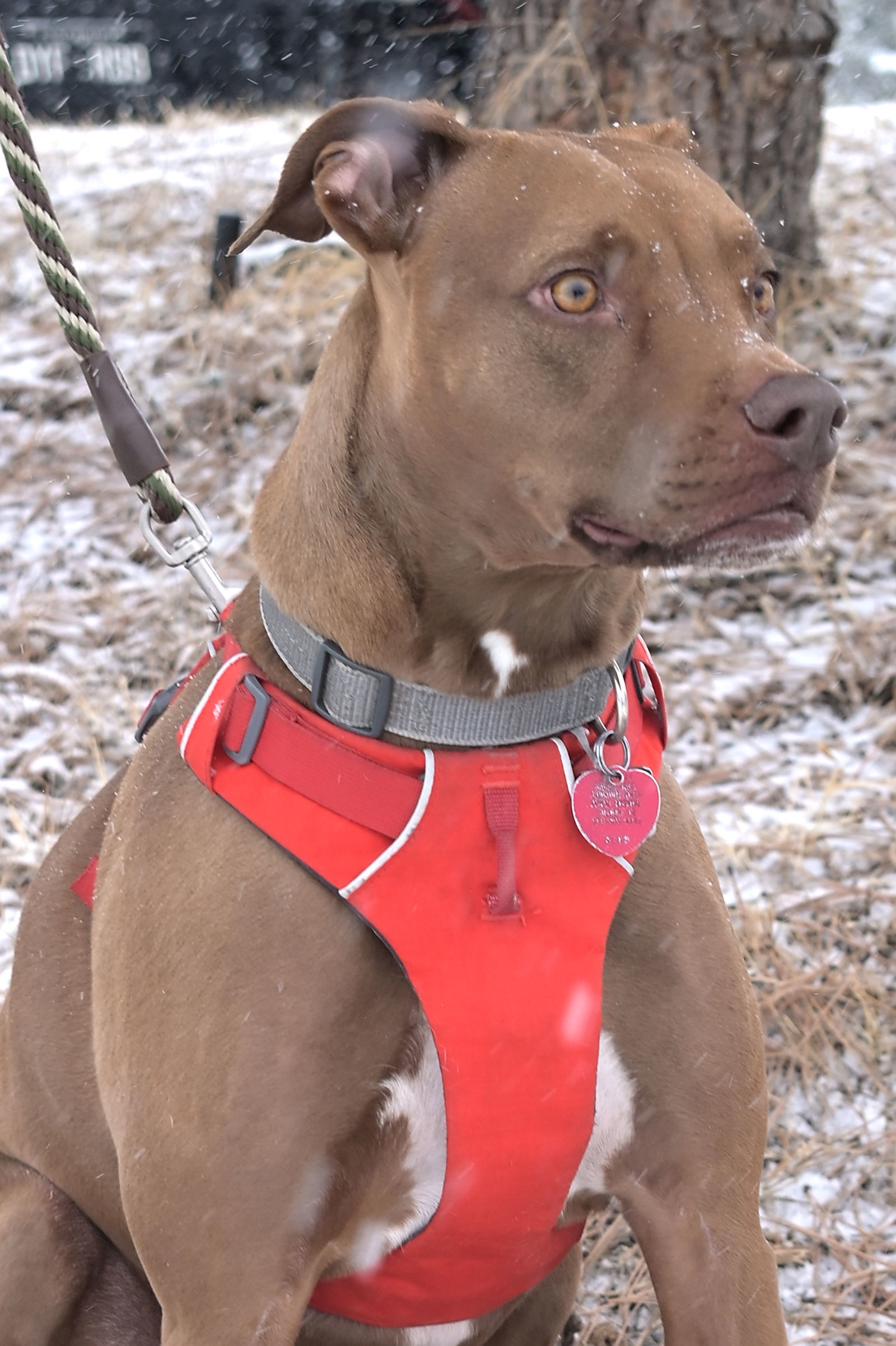 Rufus, an adoptable Vizsla in Evergreen, CO, 80437 | Photo Image 2
