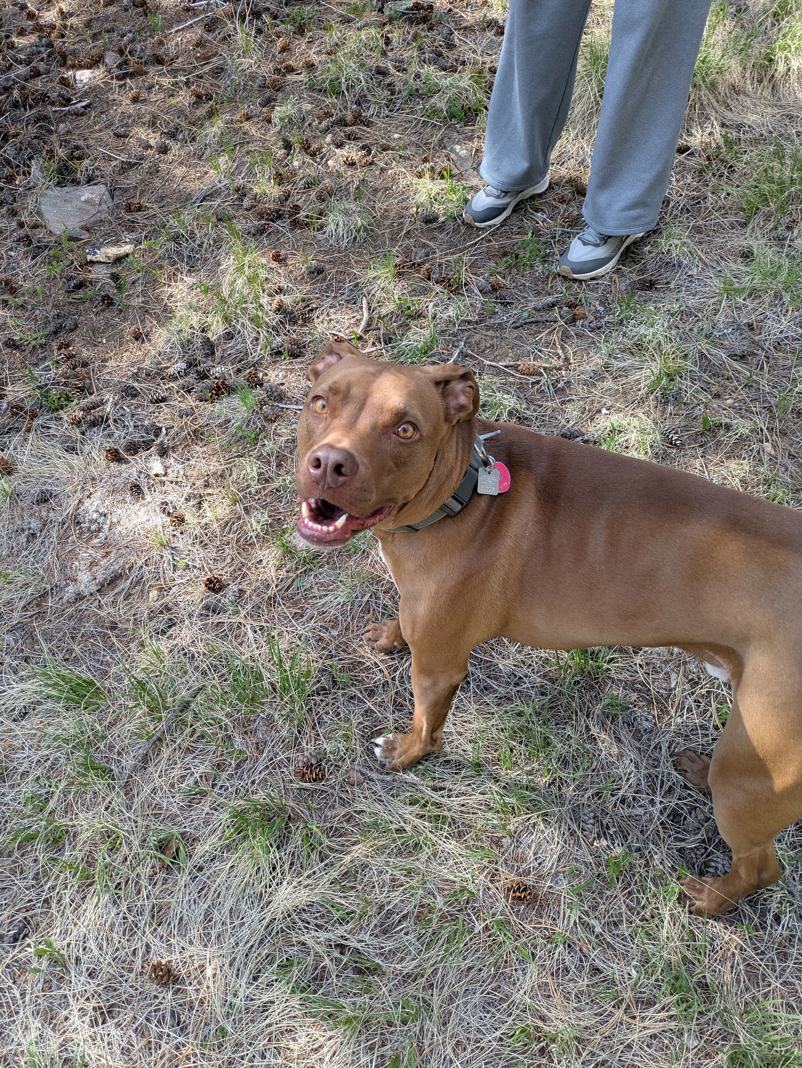 Rufus Summertime Sponsor, an adoptable Vizsla in Evergreen, CO, 80437 | Photo Image 2