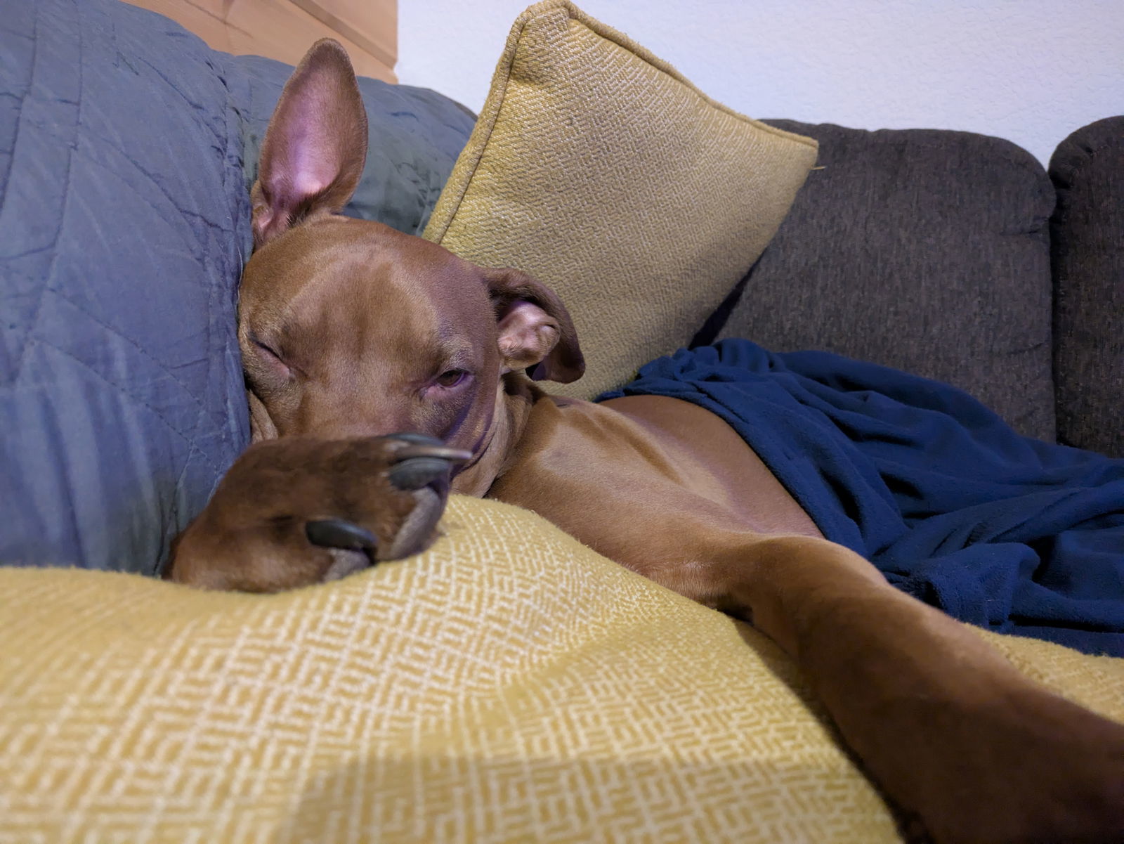 Rufus, an adoptable Vizsla in Evergreen, CO, 80437 | Photo Image 3