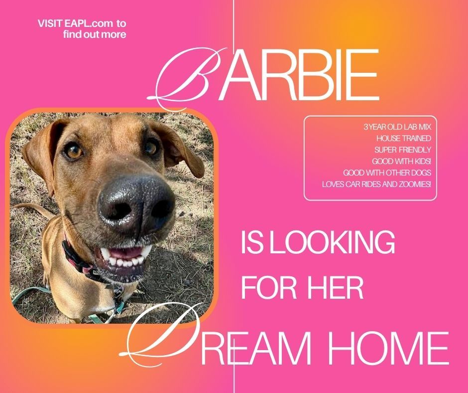 Barbie, an adoptable Labrador Retriever in Evergreen, CO, 80437 | Photo Image 1