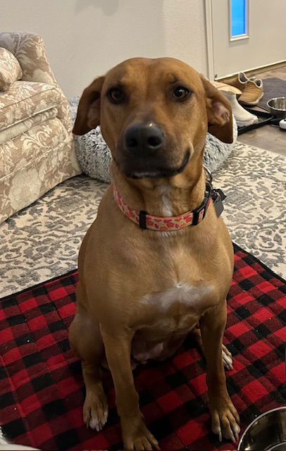 Barbie, an adoptable Labrador Retriever, Rhodesian Ridgeback in Evergreen, CO, 80437 | Photo Image 1