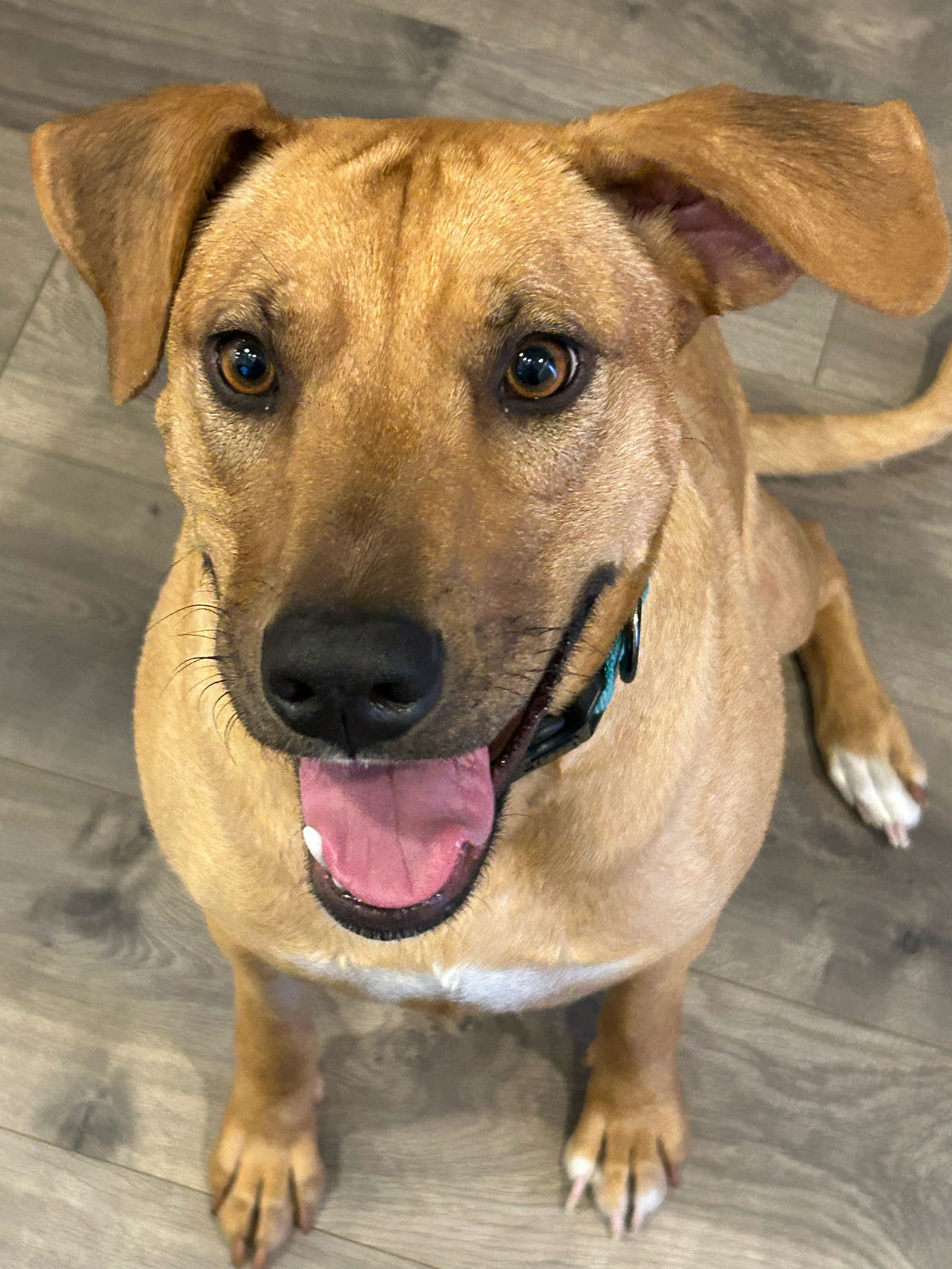 Barbie, an adoptable Labrador Retriever in Evergreen, CO, 80437 | Photo Image 2