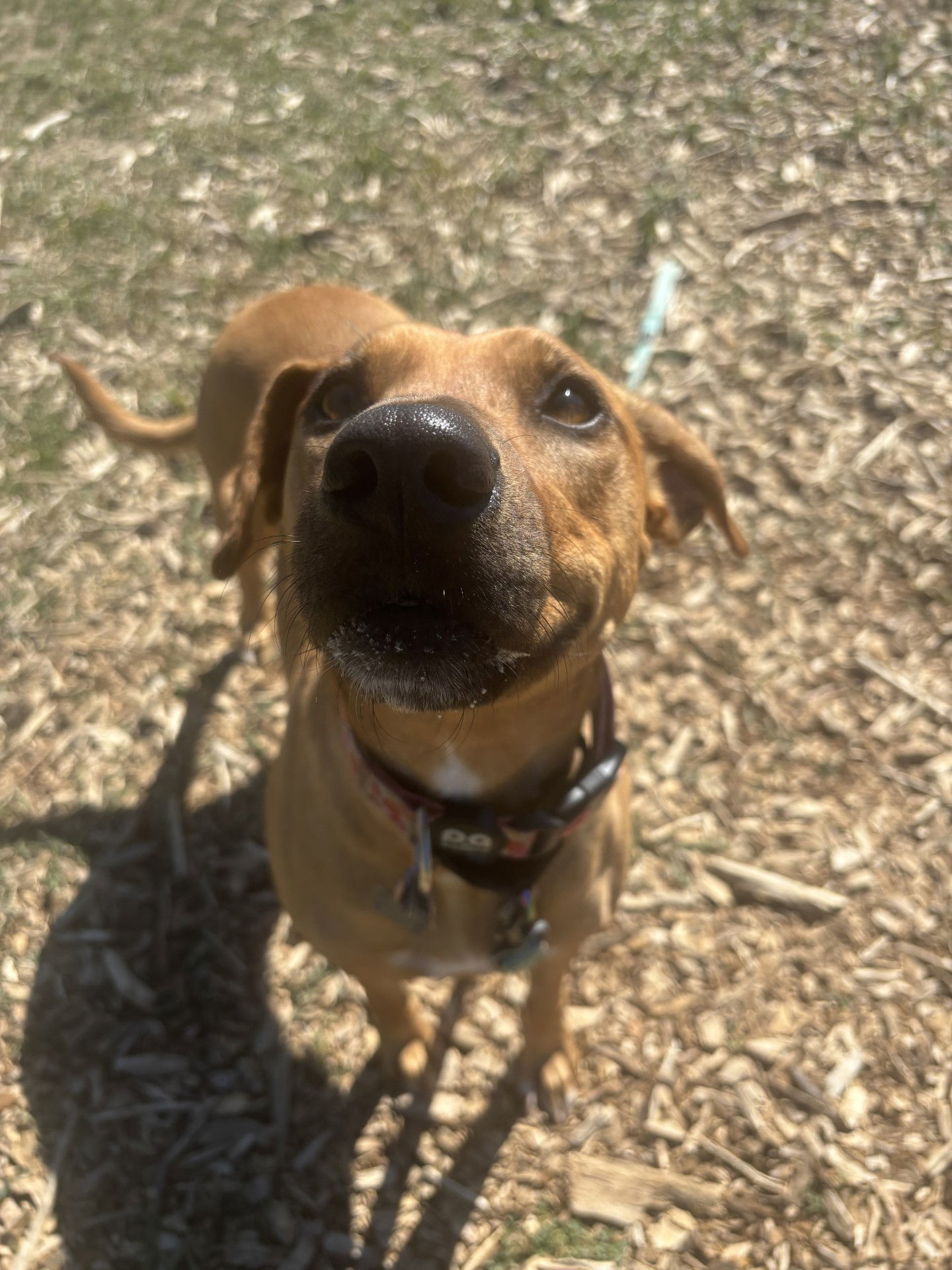 Barbie, an adoptable Labrador Retriever in Evergreen, CO, 80437 | Photo Image 3