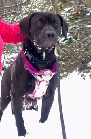 Olympia, an adoptable Labrador Retriever, Pit Bull Terrier in Evergreen, CO, 80437 | Photo Image 3