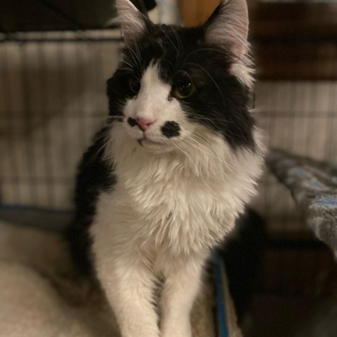 Reed Emrys, an adoptable Domestic Medium Hair in Mabel, MN, 55954 | Photo Image 1