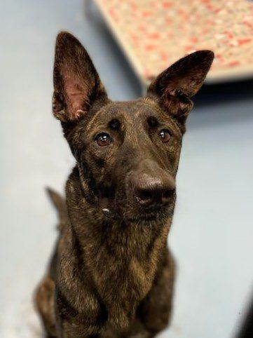 Dutch best sale shepherd adoption