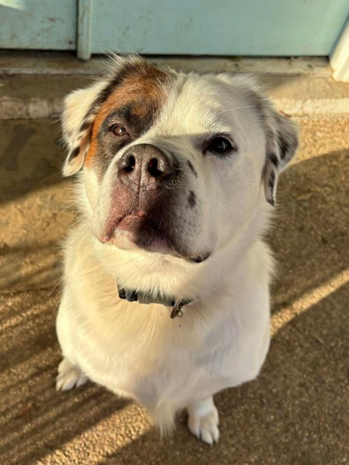 English bulldog great pyrenees hot sale mix