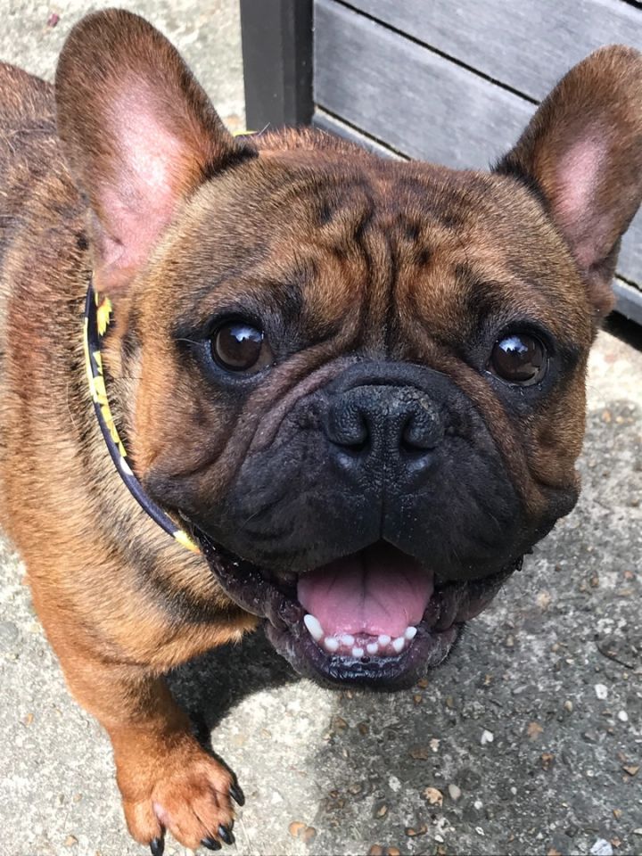 Bulldog mixed with german hot sale shepherd