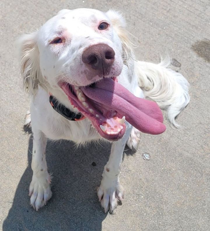 Petfinder store english setter