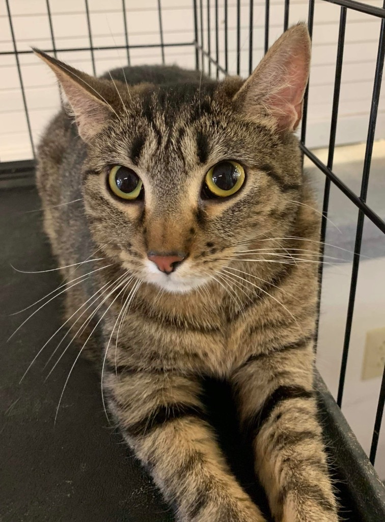 Dutch, an adoptable Domestic Short Hair in Fond Du Lac, WI, 54935 | Photo Image 1