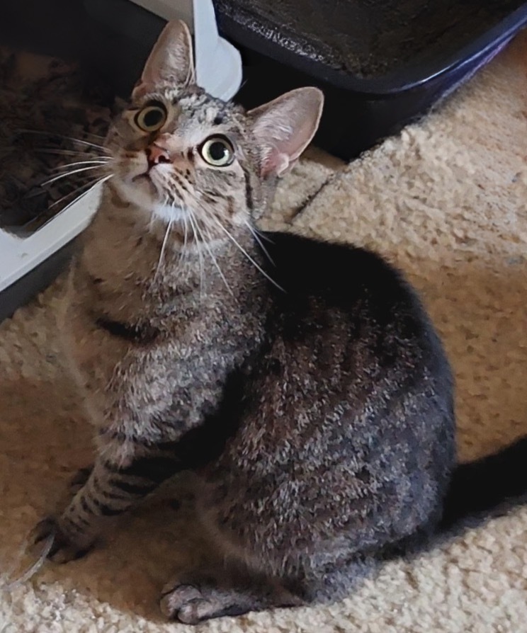 Dutch, an adoptable Domestic Short Hair in Fond Du Lac, WI, 54935 | Photo Image 1