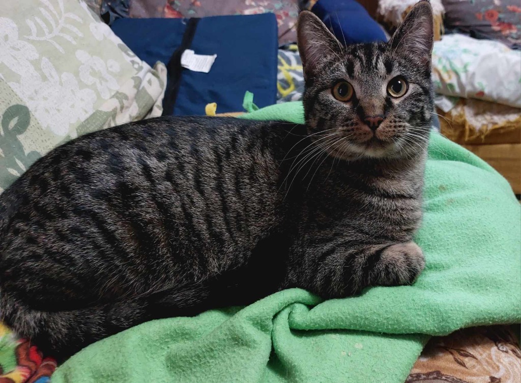 Dutch, an adoptable Domestic Short Hair in Fond Du Lac, WI, 54935 | Photo Image 1