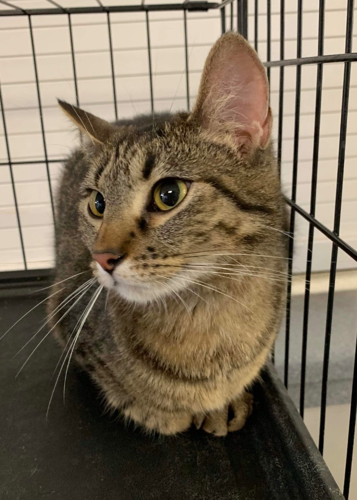 Dutch, an adoptable Domestic Short Hair in Fond Du Lac, WI, 54935 | Photo Image 2