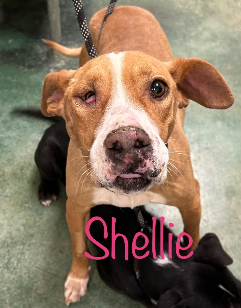 Shellie, an adoptable Pit Bull Terrier in Big Spring, TX, 79720 | Photo Image 1