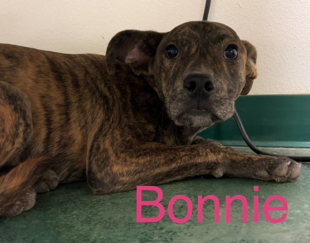 Bonnie, an adoptable Pit Bull Terrier in Big Spring, TX, 79720 | Photo Image 1