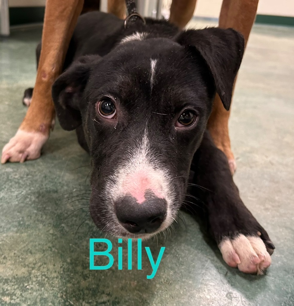 Billie, an adoptable Pit Bull Terrier in Big Spring, TX, 79720 | Photo Image 1