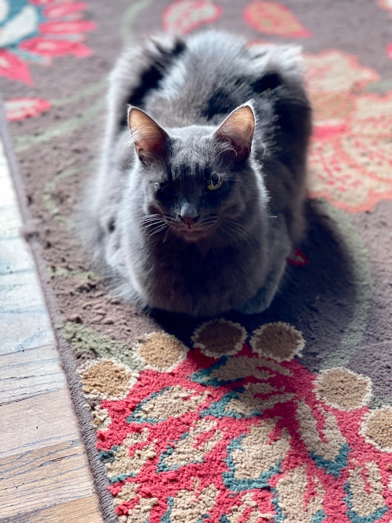 Sybil, an adoptable Domestic Short Hair in Hoover , AL, 35226 | Photo Image 3