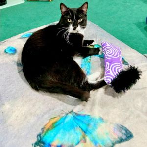 Prince, Senior Male Domestic Short Hair