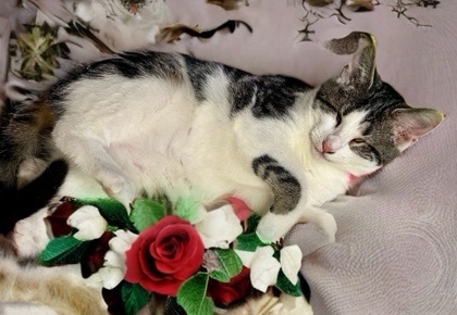 Albany `A PRIORITY PET`, an adoptable Domestic Short Hair in Columbia, SC, 29211 | Photo Image 2