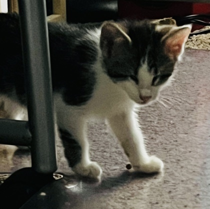 Albany `A PRIORITY PET`, an adoptable Domestic Short Hair in Columbia, SC, 29211 | Photo Image 3