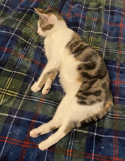 Amity `A PRIORITY PET`, an adoptable Domestic Short Hair in Columbia, SC, 29211 | Photo Image 3